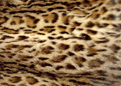 Wild cat vest (cutting) photo