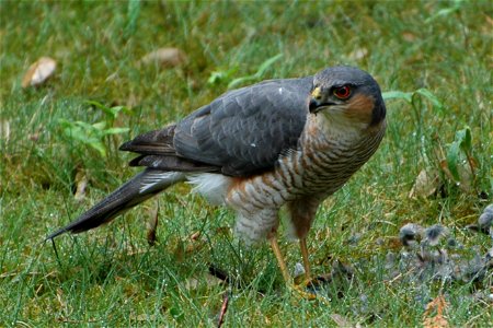 An adult male Eurasian Sparrowhawk at Chatou, Yvelines department, France.