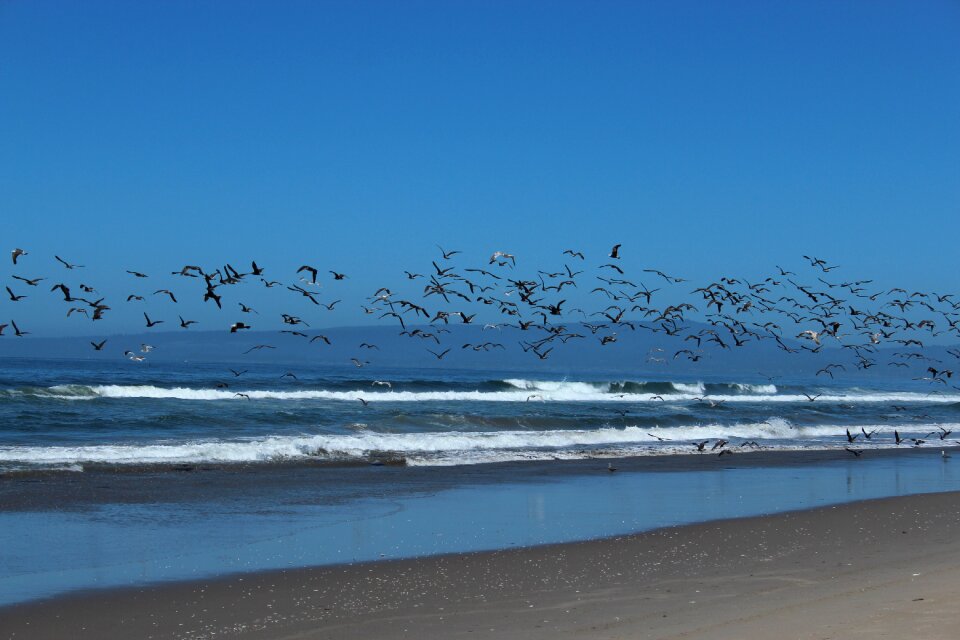 Birds flying coast photo