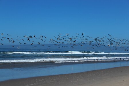 Birds flying coast