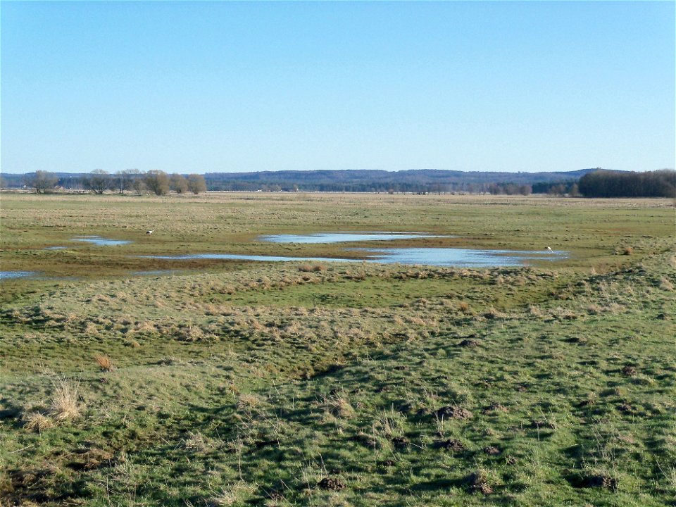 A pair of White Storks (Ciconia ciconia) close to the parking lot and birdwatching towers of Vombs ängar in Scania County in Sweden, in april 2012.