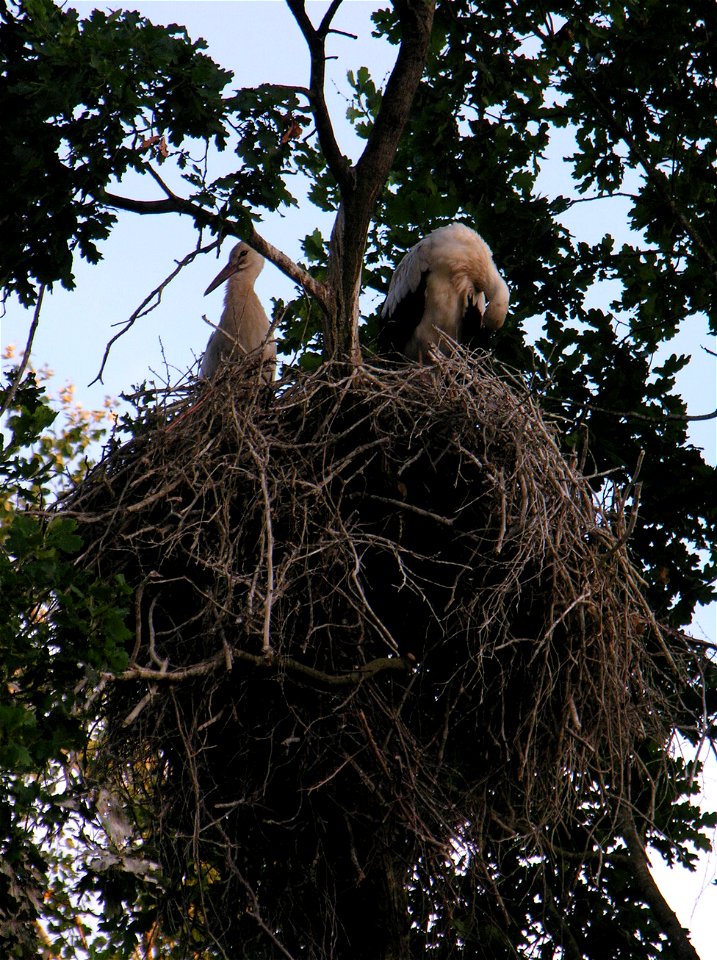 White Storks Ciconia ciconia
