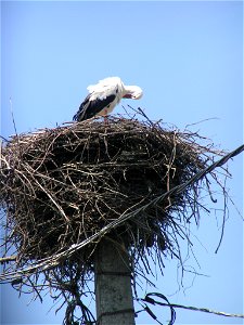 חסידה על עמוד חשמל photo