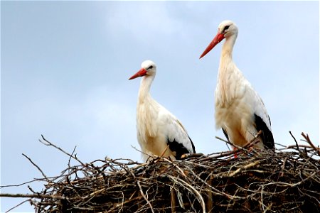 White storks at a zoo in southern Sweden, Skånes djurpark.