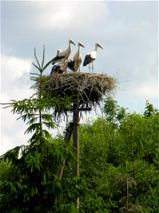 White storks photo