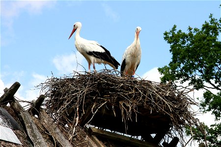 White storks at a zoo in southern Sweden, Skånes djurpark. photo