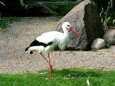 white storch / Ciconia ciconia / 'Weißstorch photo