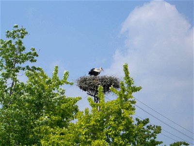 Storch auf einem Strommast photo
