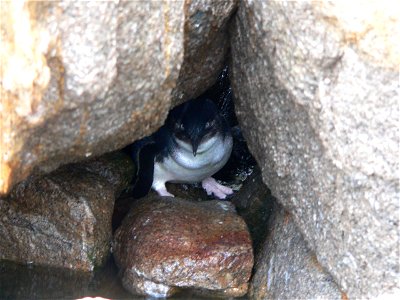A Little Penguin on Montague Island in October 2005