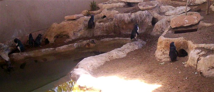 Fairy Penguins standing in front of their burrows at Sea World, Gold Coast, Queensland, Australia (this photograph was taken by Figaro) photo