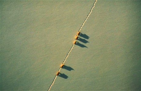 Image title: Aerial view of arctic wolf pack in snow canis lupus Image from Public domain images website, http://www.public-domain-image.com/full-image/fauna-animals-public-domain-images-pictures/foxe photo