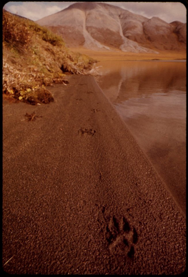 WOLF TRACKS ALONG THE SHORE OF A LAKE NEAR MILE 141. PUMP STATION 14 WILL BE BUILT ATOP THE HILL OVERLOOKING THIS LAKE. THE PEAK IN THE DISTANCE IS PEAK 5430. VIEW SOUTHEAST FROM NORTH SHORELINE