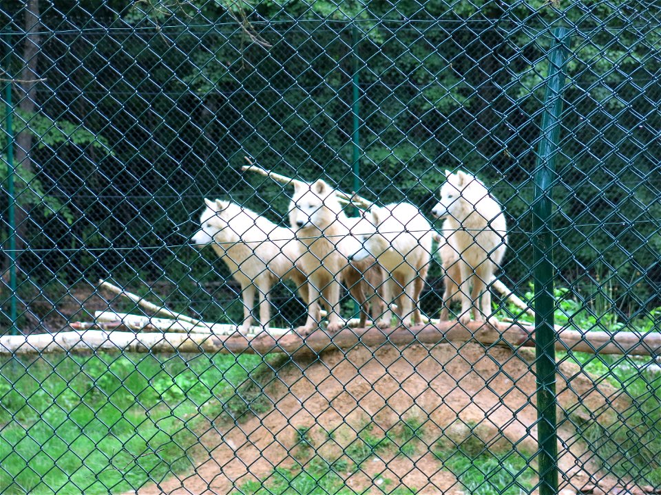 White wolves in the zoo of the bois d'Attily (Seine-et-Marne, France).