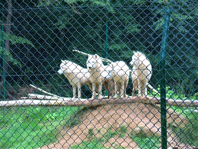 White wolves in the zoo of the bois d'Attily (Seine-et-Marne, France).