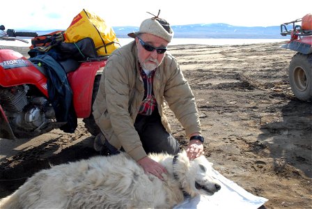 Brutus, a wolf being studied by USGS scientists, is chemically immobilized, measured, ear-tagged, and fitted with a radio collar near the Eureka airstrip on Ellesmere Island in the High Arctic, Nunavu
