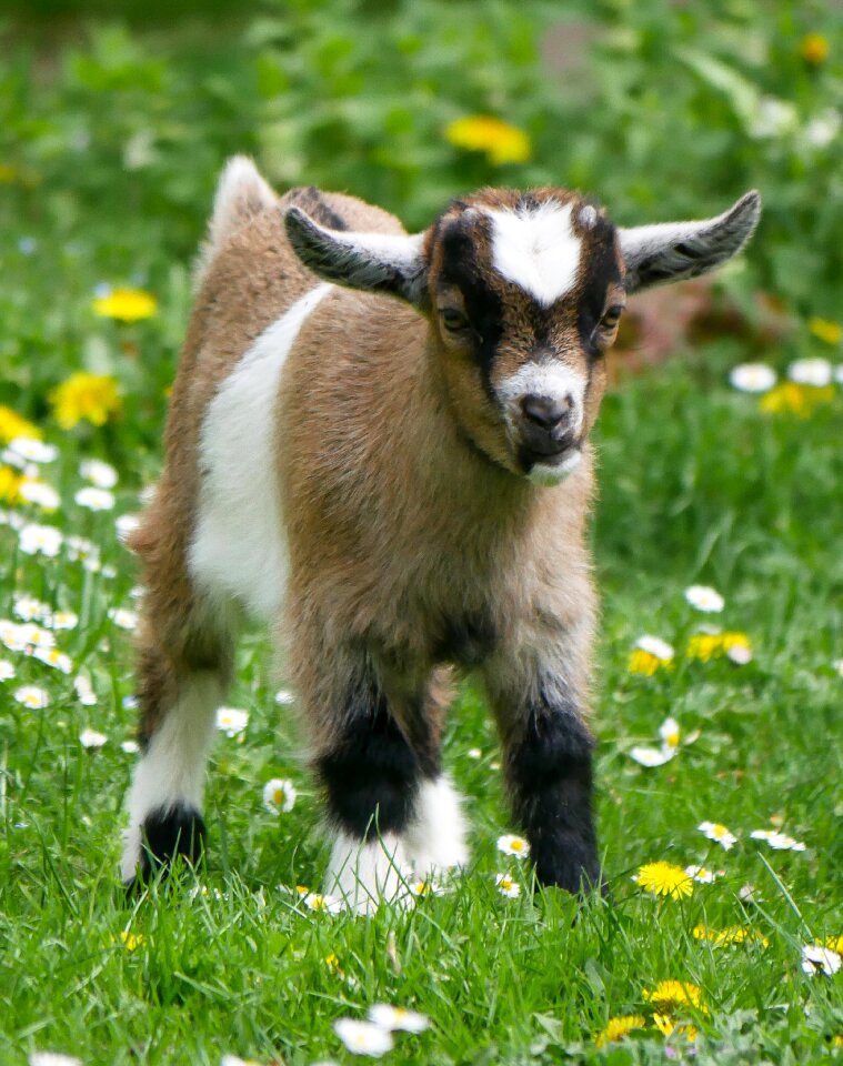 Young goat farm kid photo