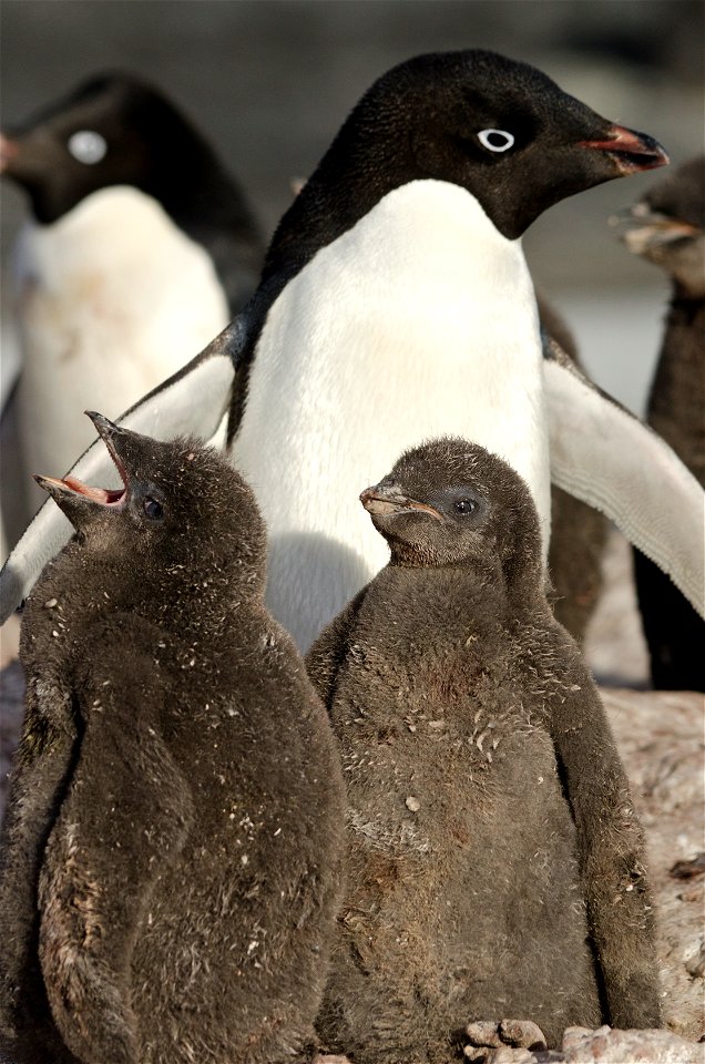 The penguin chicks, about a month old, stay close to the nests in which they were hatched.  To learn more about research at the Adélie penguin colonies at Cape Royds in Antarctica, see the NSF aw