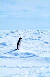 Adelie penguin walking on sea ice in the Ross Sea. photo