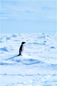 Adelie penguin walking on sea ice in the Ross Sea.