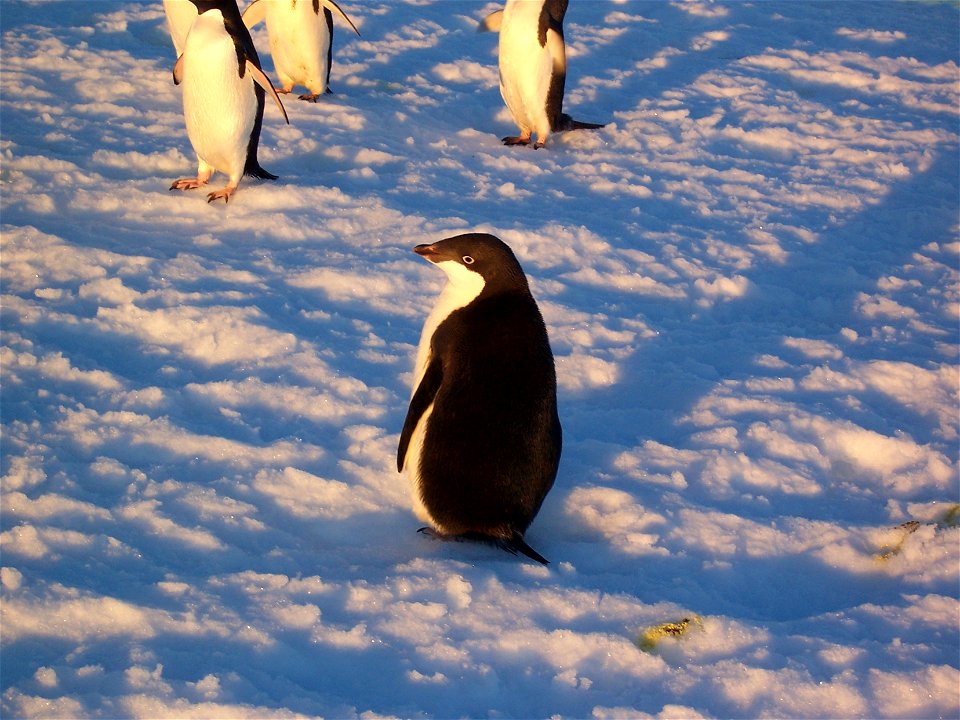 Manchot Adélie juvénile sur la banquise. Photo prise à coté de la base Française Dumont d'Urville en Antarctique