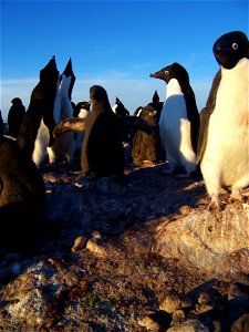 Colonie de manchots Adélies photographiés dans leur nids sur le site de la base Française Dumont d'Urville en Terre Adélie, Antarctique