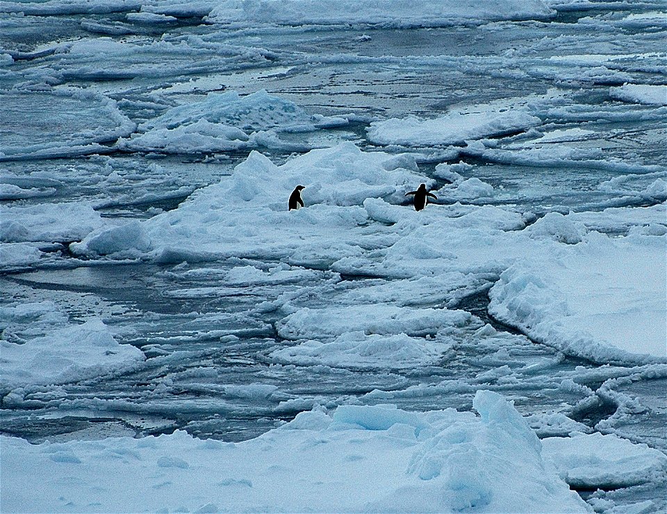 Adélie penguin (Pygoscelis adeliae) near Snow Hill, Antarctica