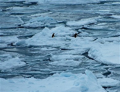 Adélie penguin (Pygoscelis adeliae) near Snow Hill, Antarctica