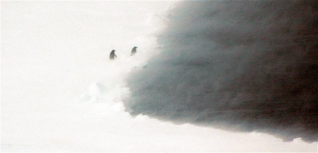 Adélie penguin (Pygoscelis adeliae) near Snow Hill, Antarctica photo