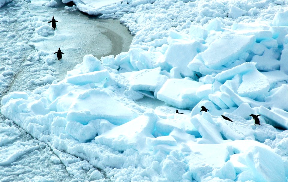 Adélie penguin (Pygoscelis adeliae) near Snow Hill, Antarctica