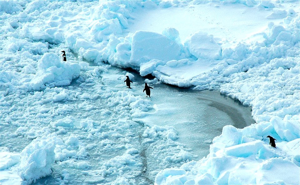 Adélie penguin (Pygoscelis adeliae) near Snow Hill, Antarctica