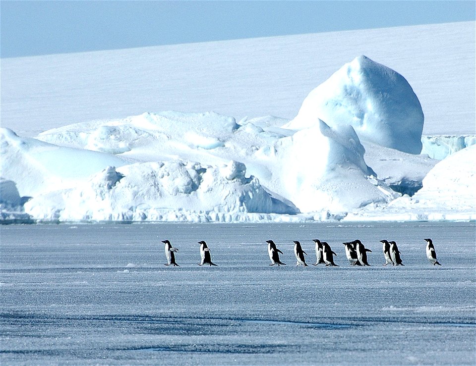 Adélie penguin (Pygoscelis adeliae) near Snow Hill, Antarctica