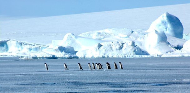 Adélie penguin (Pygoscelis adeliae) near Snow Hill, Antarctica