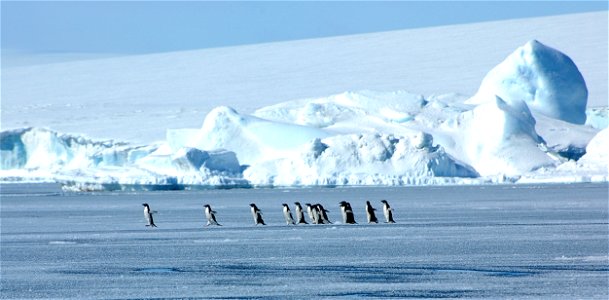 Adélie penguin (Pygoscelis adeliae) near Snow Hill, Antarctica photo