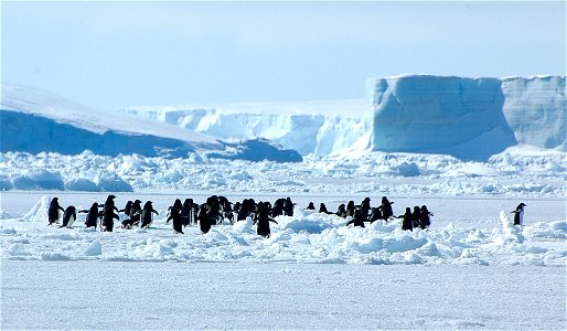 Adélie penguin (Pygoscelis adeliae) near Snow Hill, Antarctica