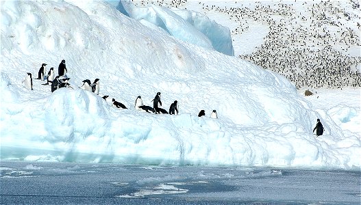 Adélie penguin (Pygoscelis adeliae) near Snow Hill, Antarctica