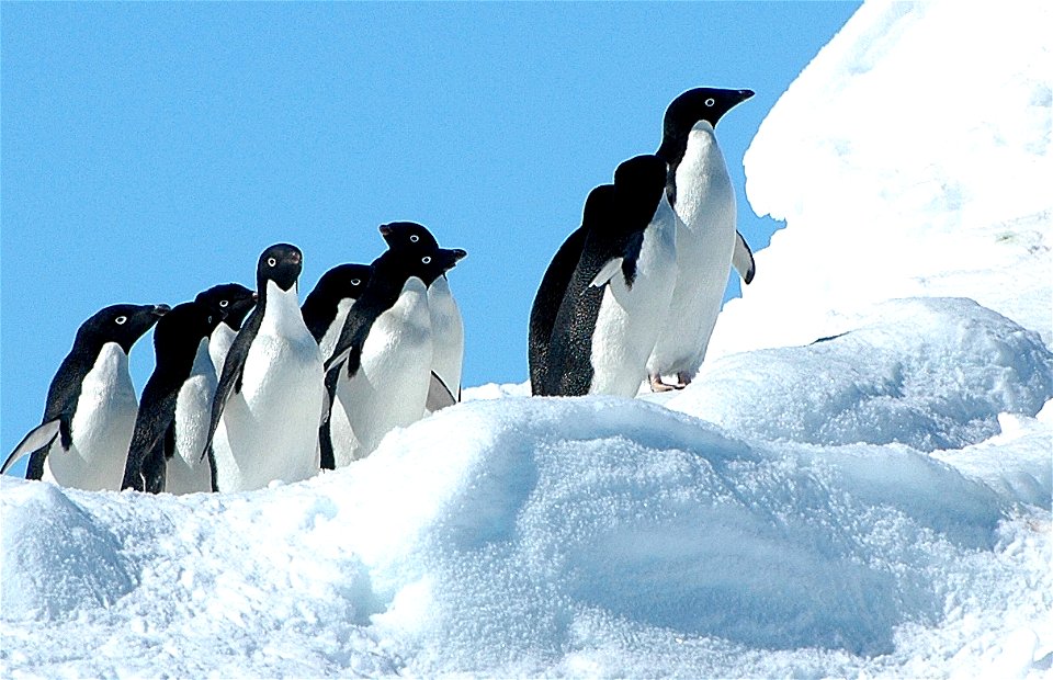 Adélie penguin (Pygoscelis adeliae) near Snow Hill, Antarctica