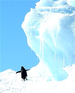 Adélie penguin (Pygoscelis adeliae) near Snow Hill, Antarctica