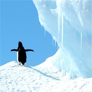 Adélie penguin (Pygoscelis adeliae) near Snow Hill, Antarctica