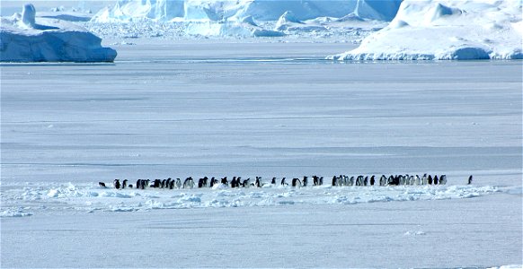 Adélie penguin (Pygoscelis adeliae) near Snow Hill, Antarctica photo