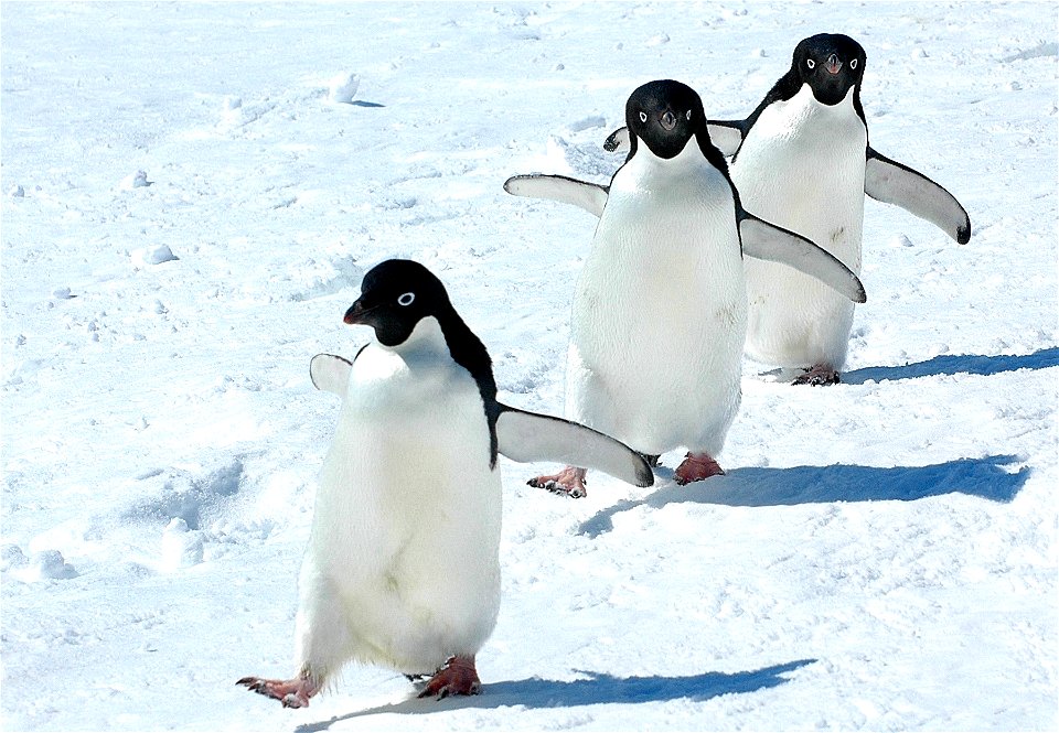 Adélie penguin (Pygoscelis adeliae) near Snow Hill, Antarctica