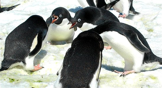 Adélie penguin (Pygoscelis adeliae) near Snow Hill, Antarctica