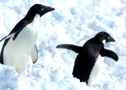 Adélie penguin (Pygoscelis adeliae) near Snow Hill, Antarctica