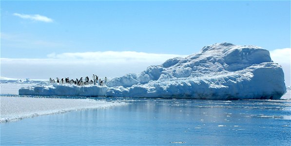 Adélie penguin (Pygoscelis adeliae) near Snow Hill, Antarctica