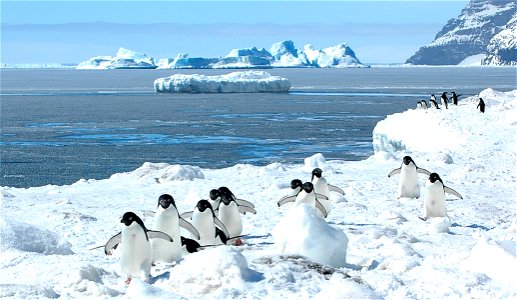 Adélie penguin (Pygoscelis adeliae) near Snow Hill, Antarctica photo