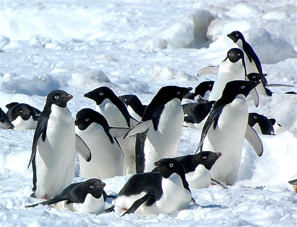Adélie penguin (Pygoscelis adeliae) near Snow Hill, Antarctica