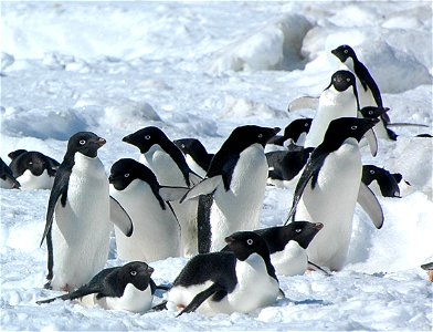 Adélie penguin (Pygoscelis adeliae) near Snow Hill, Antarctica photo