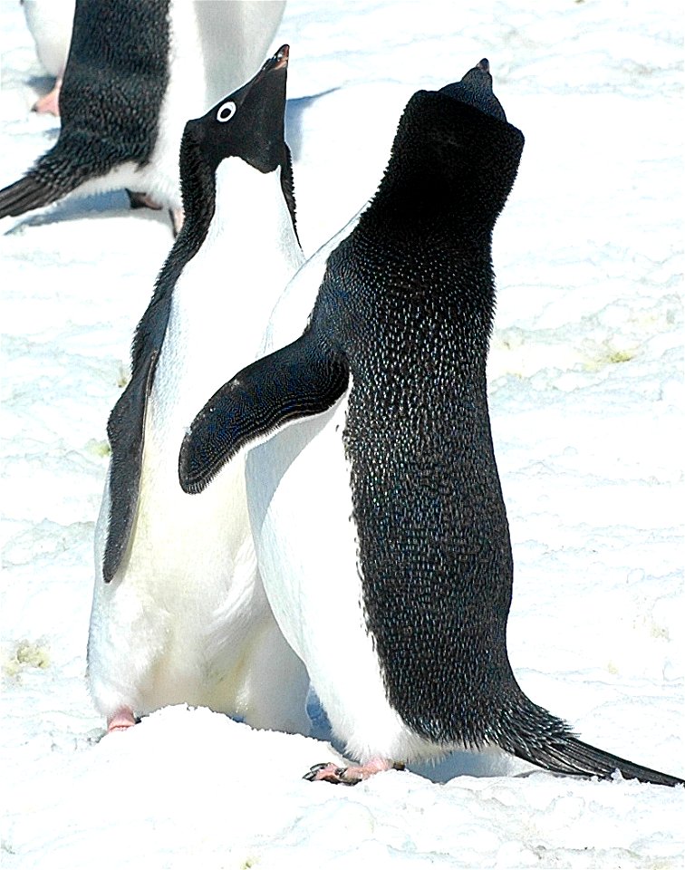 Adélie penguin (Pygoscelis adeliae) near Snow Hill, Antarctica
