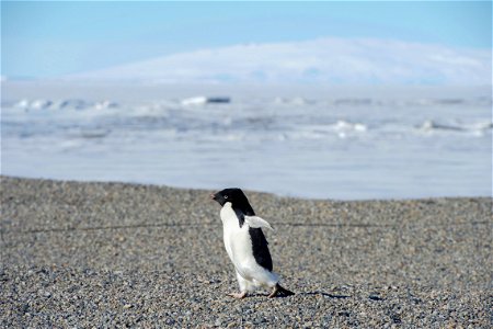 An Adélie penguin waddles toward U.S. Secretary of State John Kerry and his traveling party in Antarctica on November 11, 2016, as the Secretary conducted a helicopter tour of U.S. research facilities photo