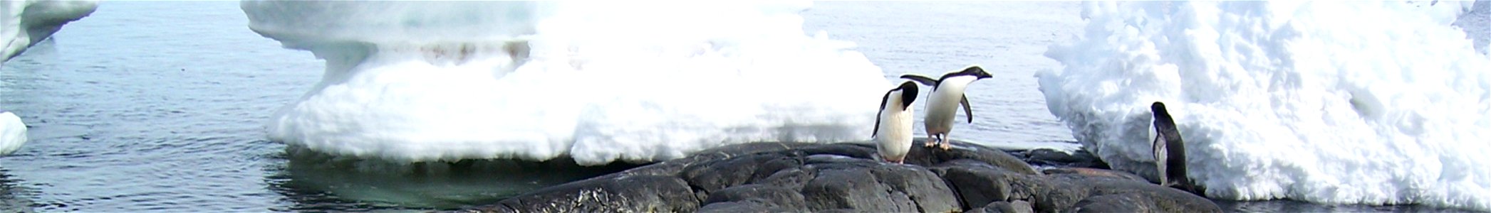 Adelie penguins at Île des Pétrels, near Dumont d'Urville Station