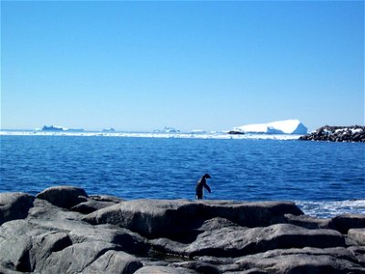 Manchot Adélie face à la mer. Photo prise à coté de la base Française Dumont d'Urville en Antarctique. photo